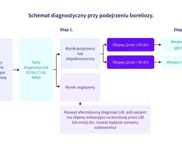 Schemat diagnostyczny boreliozy: objawy kliniczne, testy ELISA/CLIA/MMIA, a następnie Western blot. Najskuteczniejsze badanie na boreliozę zależy od czasu trwania objawów.