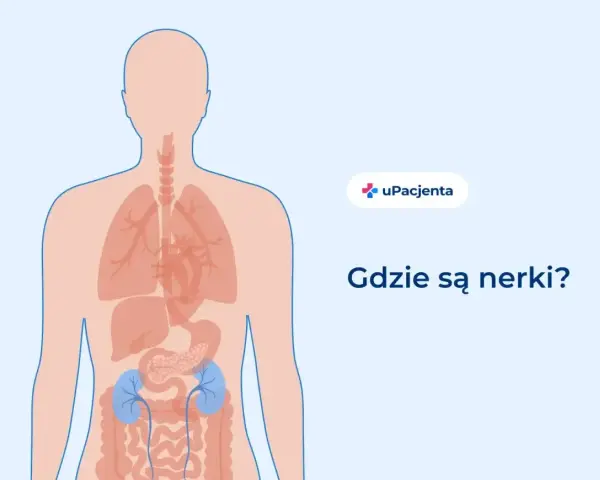 Ilustracja przedstawia schemat ludzkiego ciała z zaznaczonymi nerkami w dolnej części tułowia.