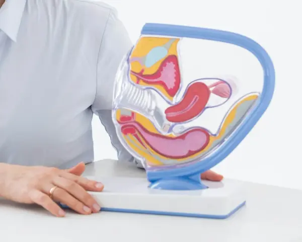 Model anatomiczny narządów rodnych kobiety z widocznymi narządami wewnętrznymi.