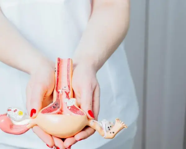 Model anatomiczny narządów rodnych kobiety trzymany w dłoniach.