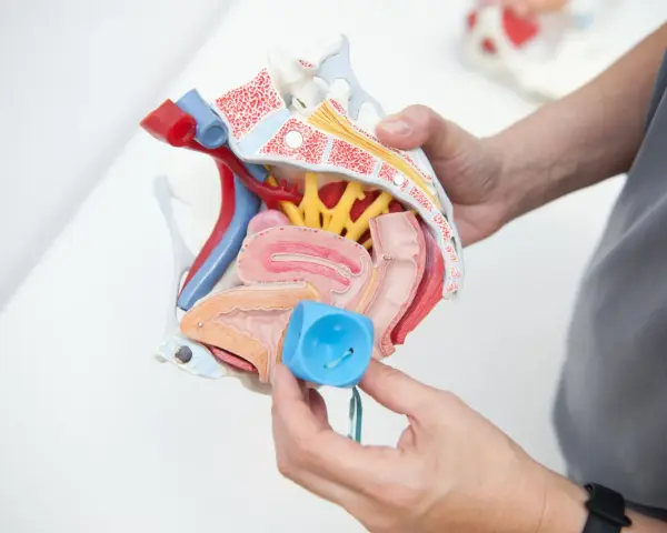 Model anatomiczny narządów miednicy z pessarem w ręku.