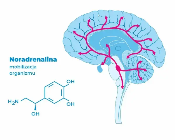 Schemat mózgu z zaznaczonymi ścieżkami noradrenaliny i jej wzór chemiczny.
