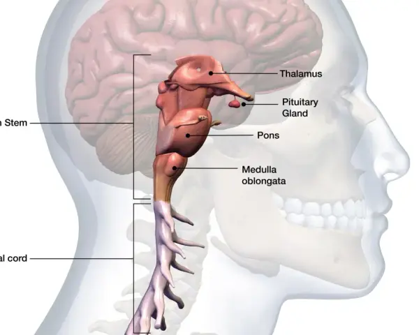 Anatomical illustration of the human brainstem, pons, medulla oblongata, pituitary gland, thalamus, and spinal cord.