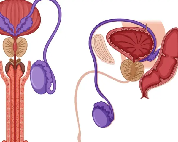 Ilustracja anatomiczna męskiego układu rozrodczego: pęcherz, prostata, nasieniowody, jądra i prącie.