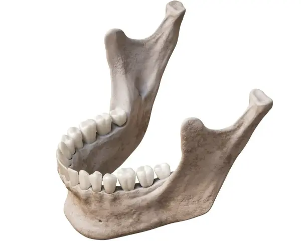 Anatomical model of the human mandible with teeth, isolated on white background.