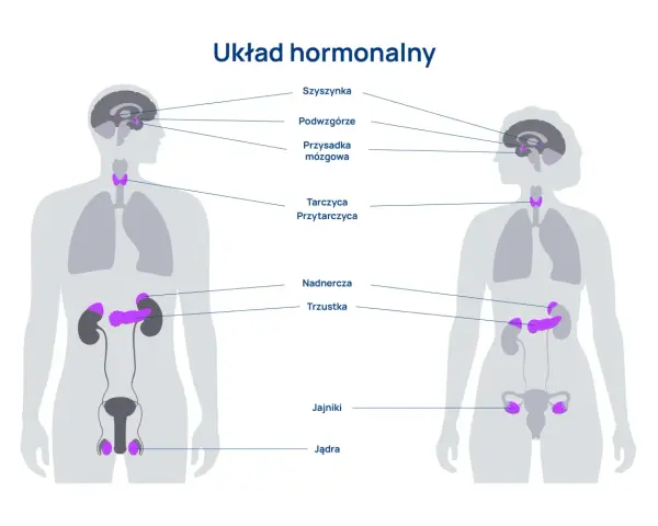 Ilustracja układu hormonalnego z zaznaczonymi gruczołami w mózgu, szyi, nadnerczach, trzustce i narządach płciowych.
