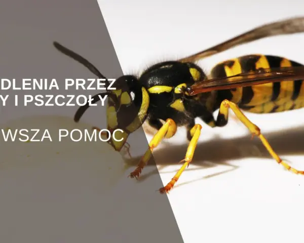Zbliżenie na osę z tekstem "Użądlenia przez osy i pszczoły. Pierwsza pomoc.