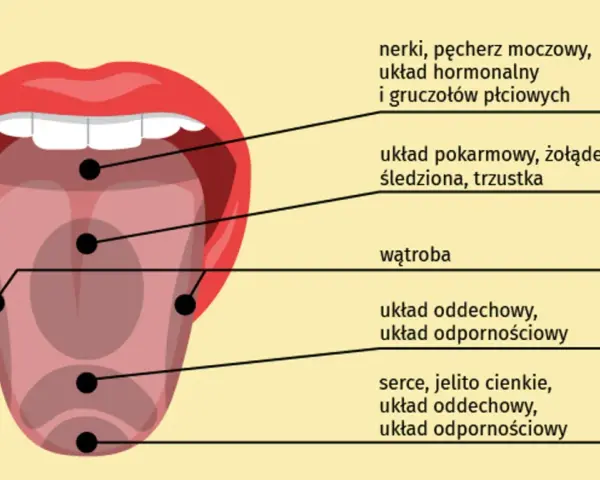 Ilustracja języka z zaznaczonymi punktami i opisami powiązanych organów.