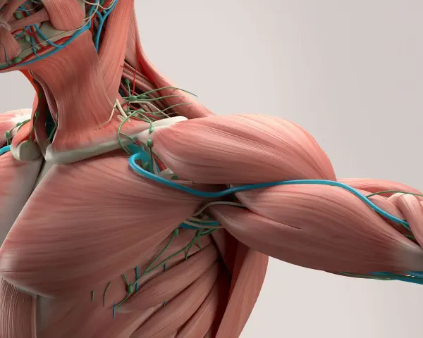 Anatomia mięśni i naczyń krwionośnych szyi i ramienia.