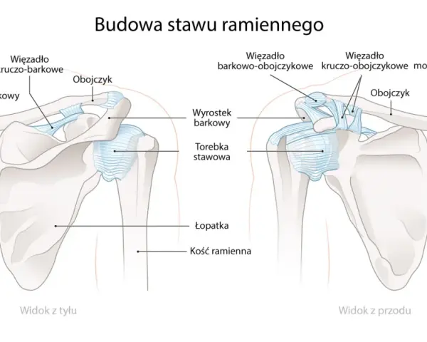 Ilustracja anatomiczna stawu ramiennego z widokiem z przodu i z tyłu, pokazująca obojczyk, łopatkę i mostek.