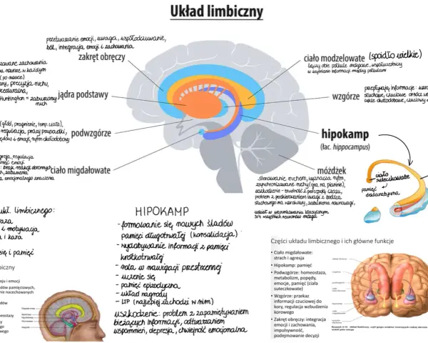 Schemat układu limbicznego z zaznaczonymi strukturami mózgu i ich funkcjami.