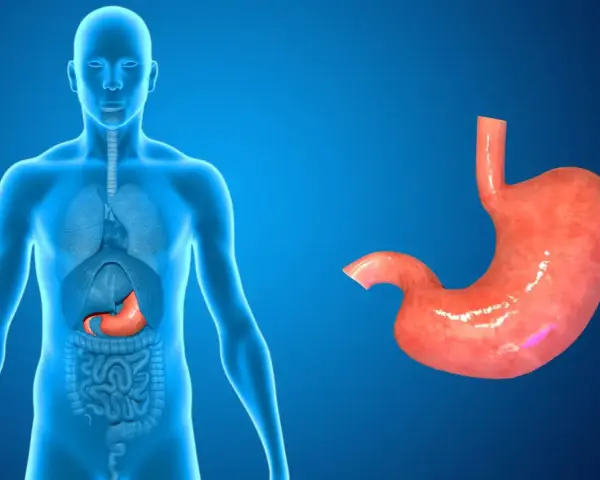 Anatomia człowieka z widocznym żołądkiem wewnątrz i osobno.