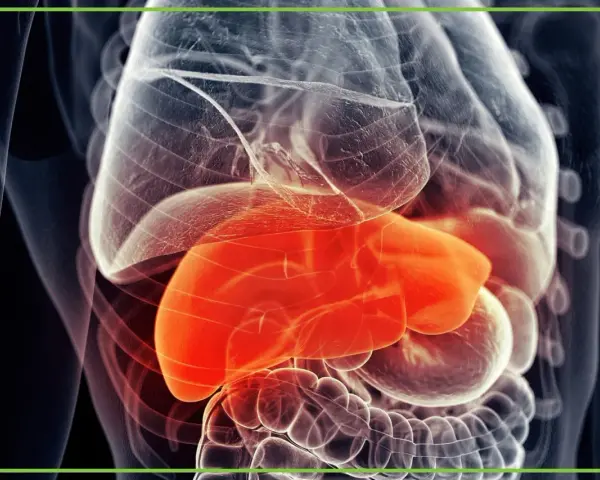 Anatomia wątroby w czerwonym kolorze, otoczona przez przezroczyste narządy wewnętrzne.