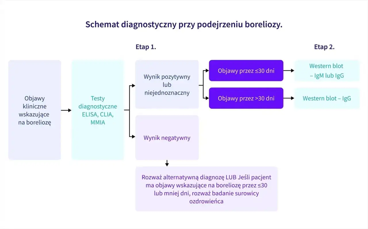 Schemat diagnostyczny boreliozy: objawy kliniczne, testy ELISA/CLIA/MMIA, a następnie Western blot. Najskuteczniejsze badanie na boreliozę zależy od czasu trwania objawów.