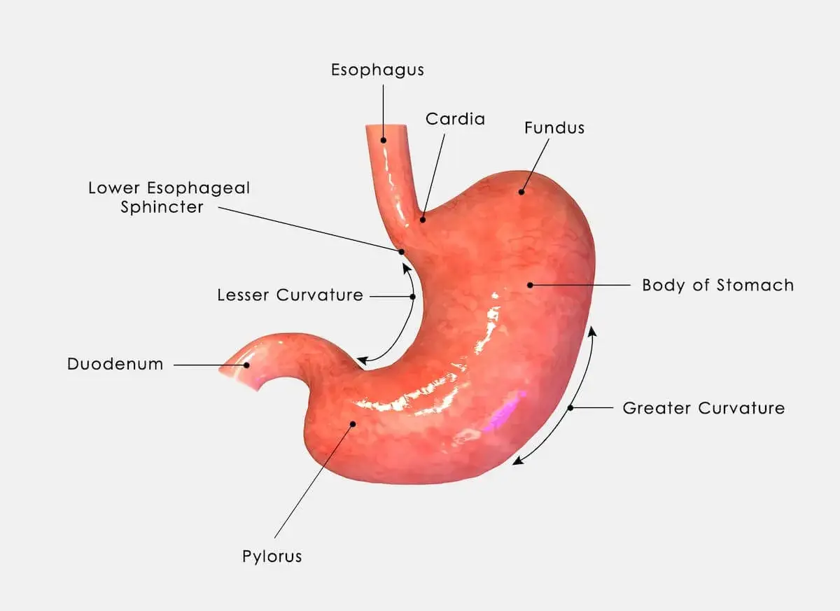 Anatomia żołądka: przełyk, wpust, dno, trzon, krzywizna mniejsza i większa, odźwiernik i dwunastnica.