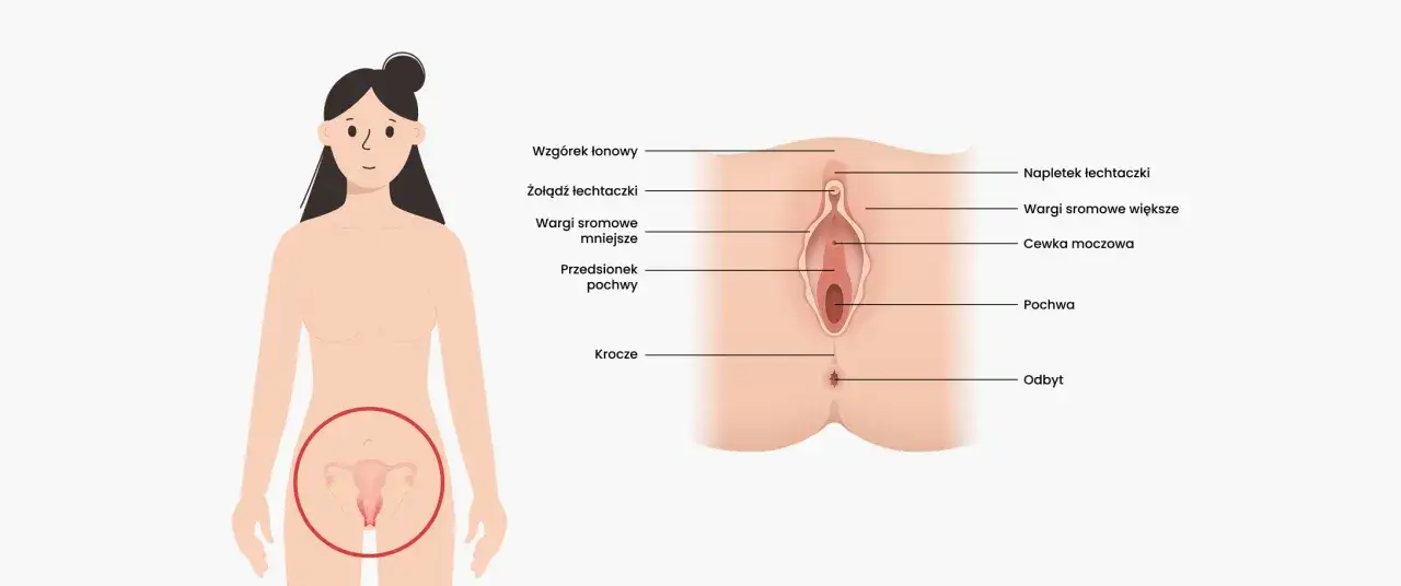 Ilustracja przedstawia anatomię kobiecych narządów płciowych zewnętrznych, czyli srom, z zaznaczonymi elementami jak łechtaczka, wargi sromowe i pochwa.