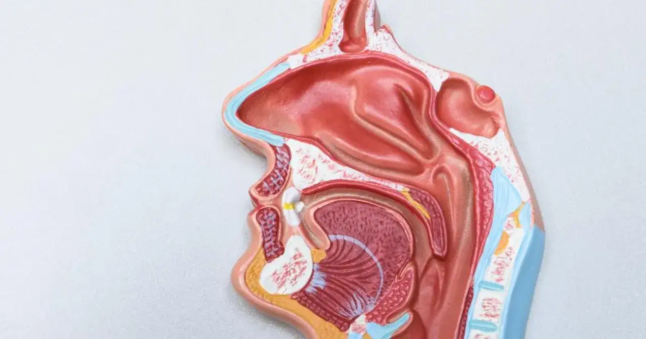 Model anatomiczny przedstawiający przekrój głowy z widocznymi jamami nosowymi i zatokami przynosowymi.