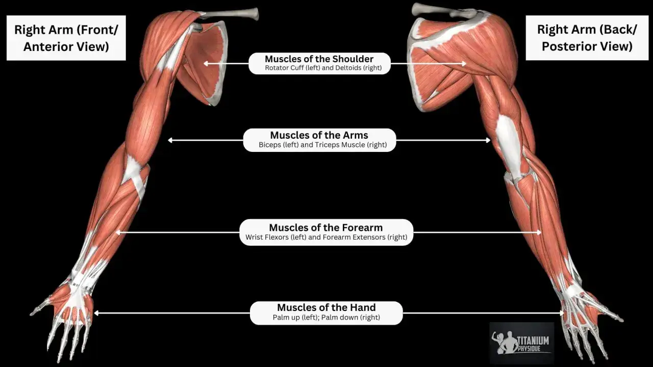 Anatomia prawego ramienia z widocznym mięśniem dwugłowym ramienia z przodu i tricepsem z tyłu.