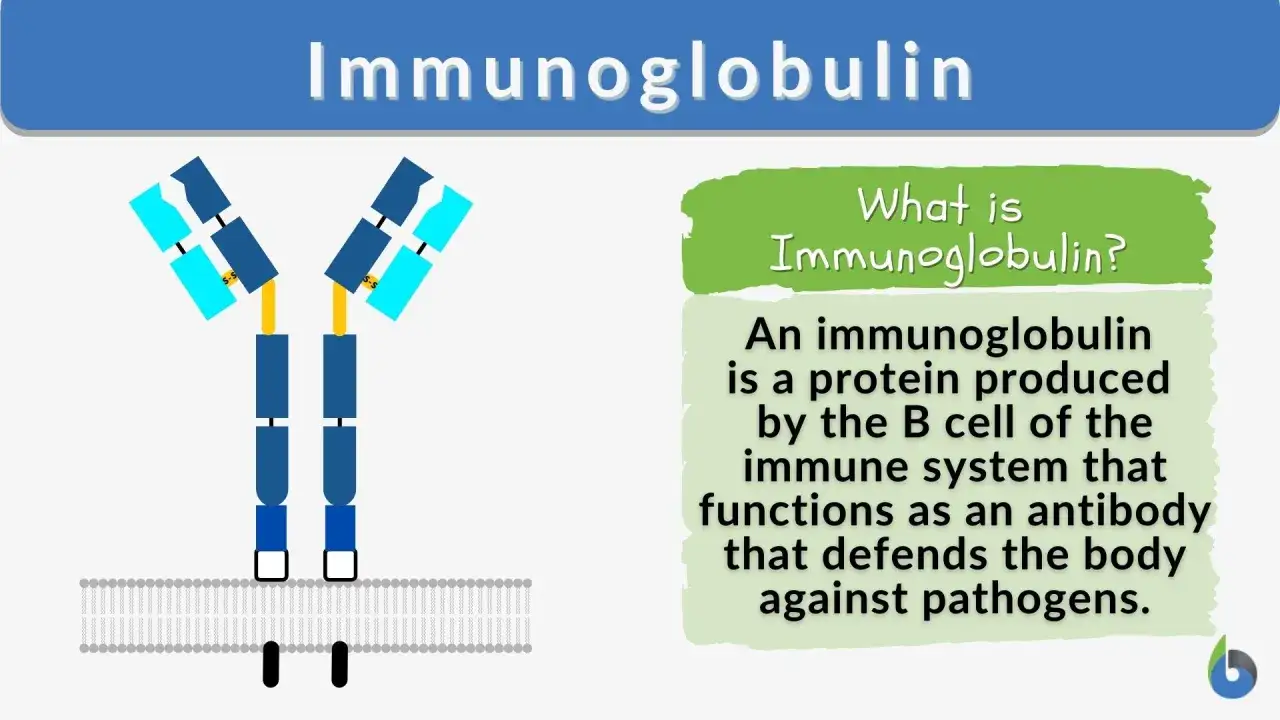 Schematyczna budowa immunoglobuliny, białka obronnego organizmu, które działa jak przeciwciało.