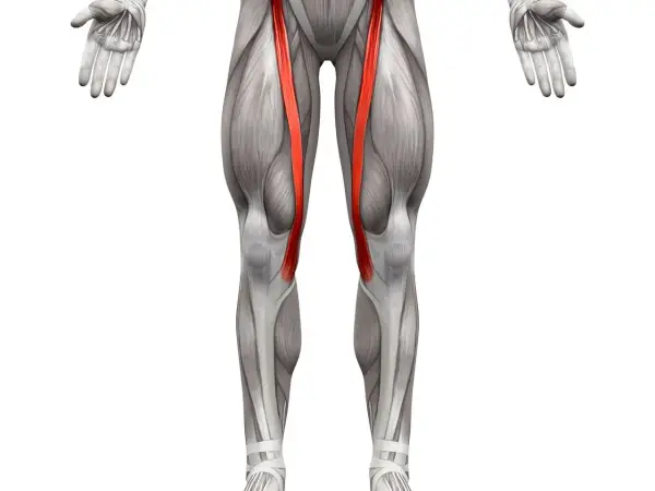 Anatomical illustration of the human leg, highlighting the sartorius muscle (mięsień krawiecki) in red.